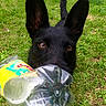 Romy a rejoint le concours — aidez-le/la à gagner de superbes lots ! dog, black_dog, grass, outdoor, pet, animal, bottle, plastic_bottle, playful, ears, eyes, close_up, nature, green, mouth, chewing, daylight, grass_field, canine, fun