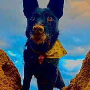 Romy participe au concours pour gagner de l'argent avec cette photo : dog, black_dog, sand, beach, bandana, yellow_bandana, outdoor, sky, cloudy_sky, mound, pet, canine, playful, close_up, animal, nature, fun, portrait, nose, ears