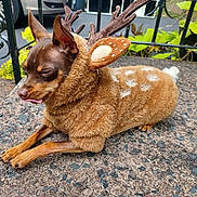 Kadoo joined the competition — help win amazing prizes! animal, brown, costume, cute, decorative_antlers, dog, ears, fence, furry, holiday, leaves, outdoor, pet, plants, reindeer, resting, small_dog, spots, stone_surface, tongue_out