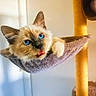 cat, blue_eyes, feline, pet, indoor, hammock, cat_tree, fur, whiskers, cute, animal, portrait, close_up, cozy, soft_light, yellow, purple, playful, curious, home