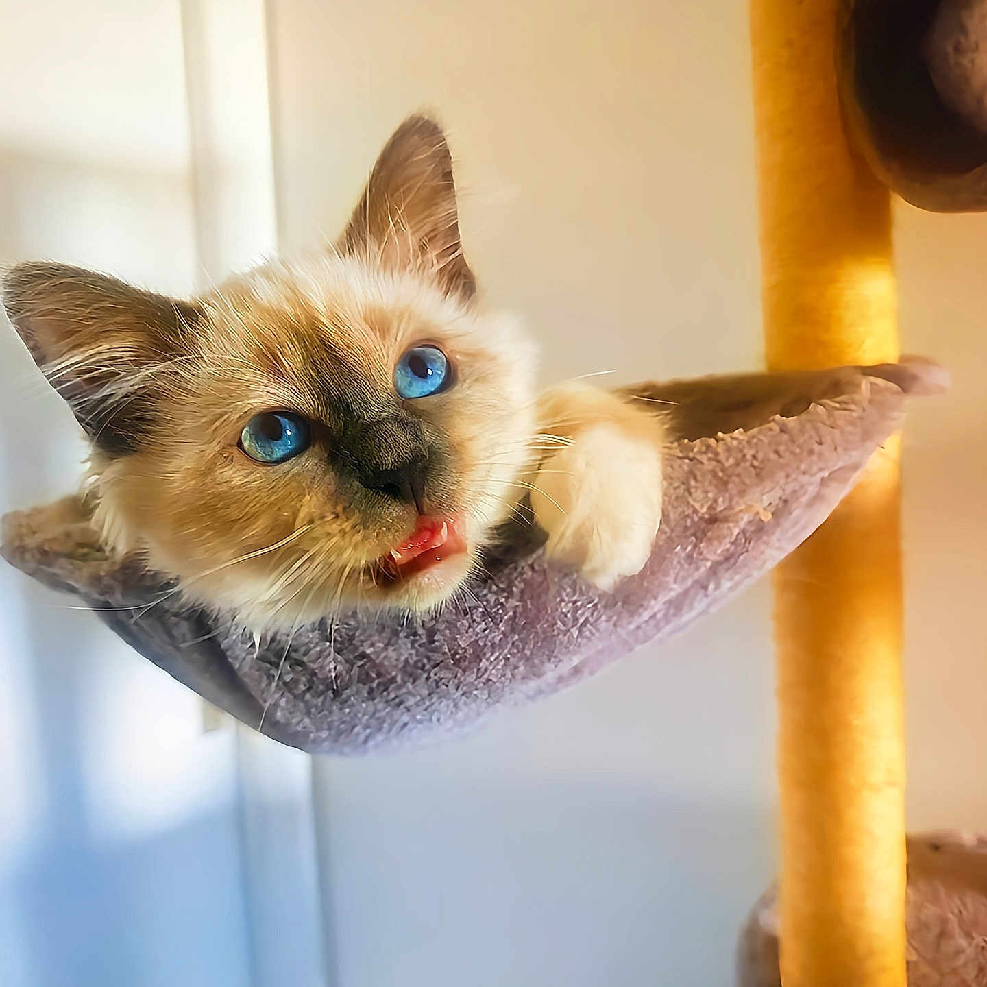 Boups participe au concours pour gagner de l'argent avec cette photo : cat, blue_eyes, feline, pet, indoor, hammock, cat_tree, fur, whiskers, cute, animal, portrait, close_up, cozy, soft_light, yellow, purple, playful, curious, home