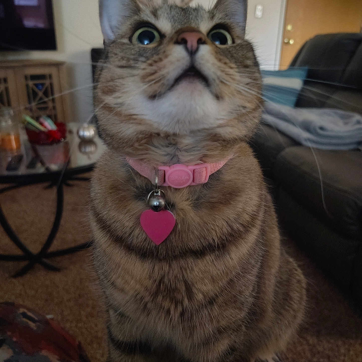 Molly is registered to the contest to win money with this photo: abyssinian, accessories, animal, architecture, building, cat, collar, computerhardware, couch, electronics, furniture, hardware, indoors, jewelry, livingroom, monitor, necklace, pet, room, screen