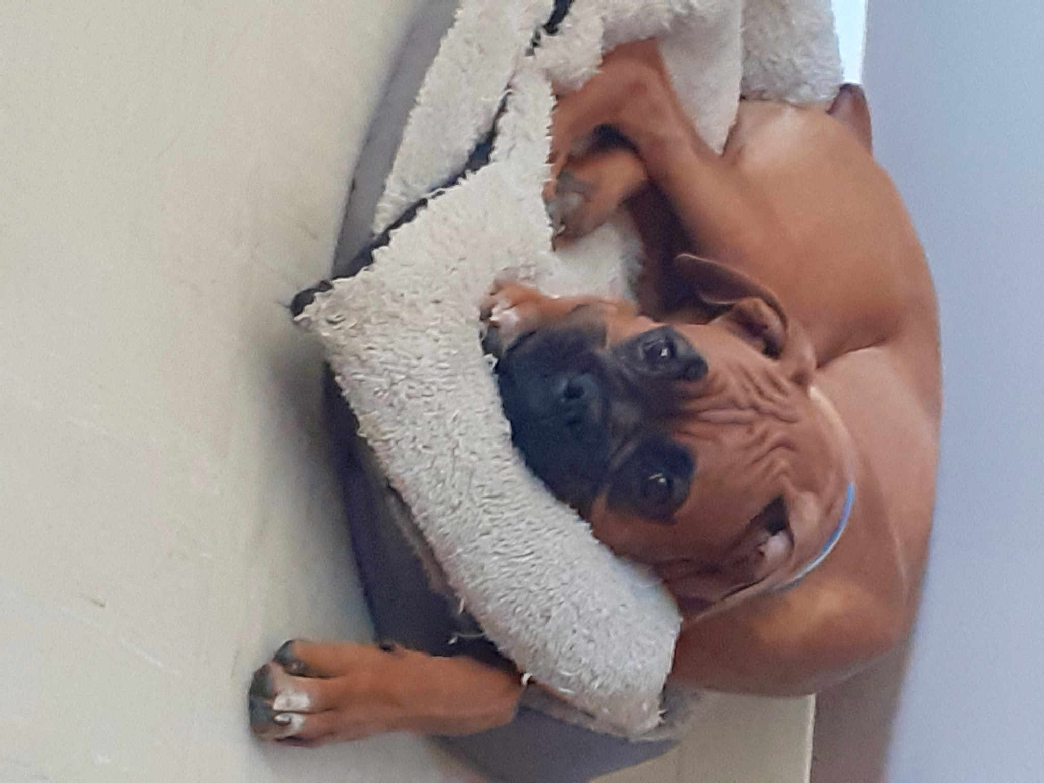 Rambo
