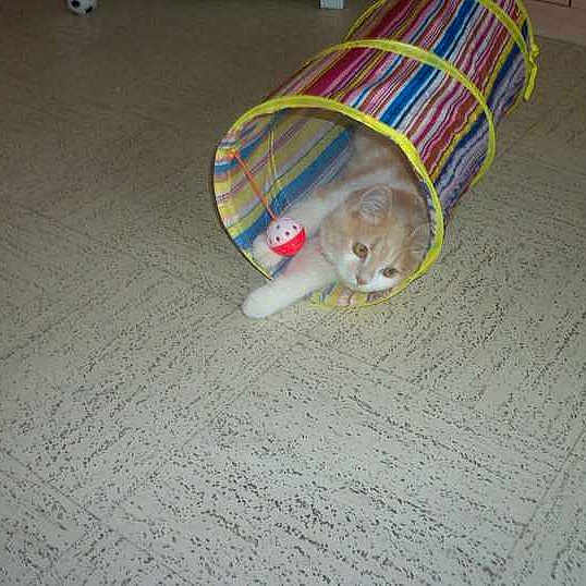 Fripouillepoupouille