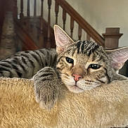 Tucker is registered to the contest to win money with this photo: cat, tabby, pet, feline, animal, indoor, resting, cat_tree, soft, beige, paw, ears, whiskers, staircase, wood, fur, closeup, relaxed, cute, domestic