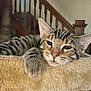 cat, tabby, pet, feline, animal, indoor, resting, cat_tree, soft, beige, paw, ears, whiskers, staircase, wood, fur, closeup, relaxed, cute, domestic