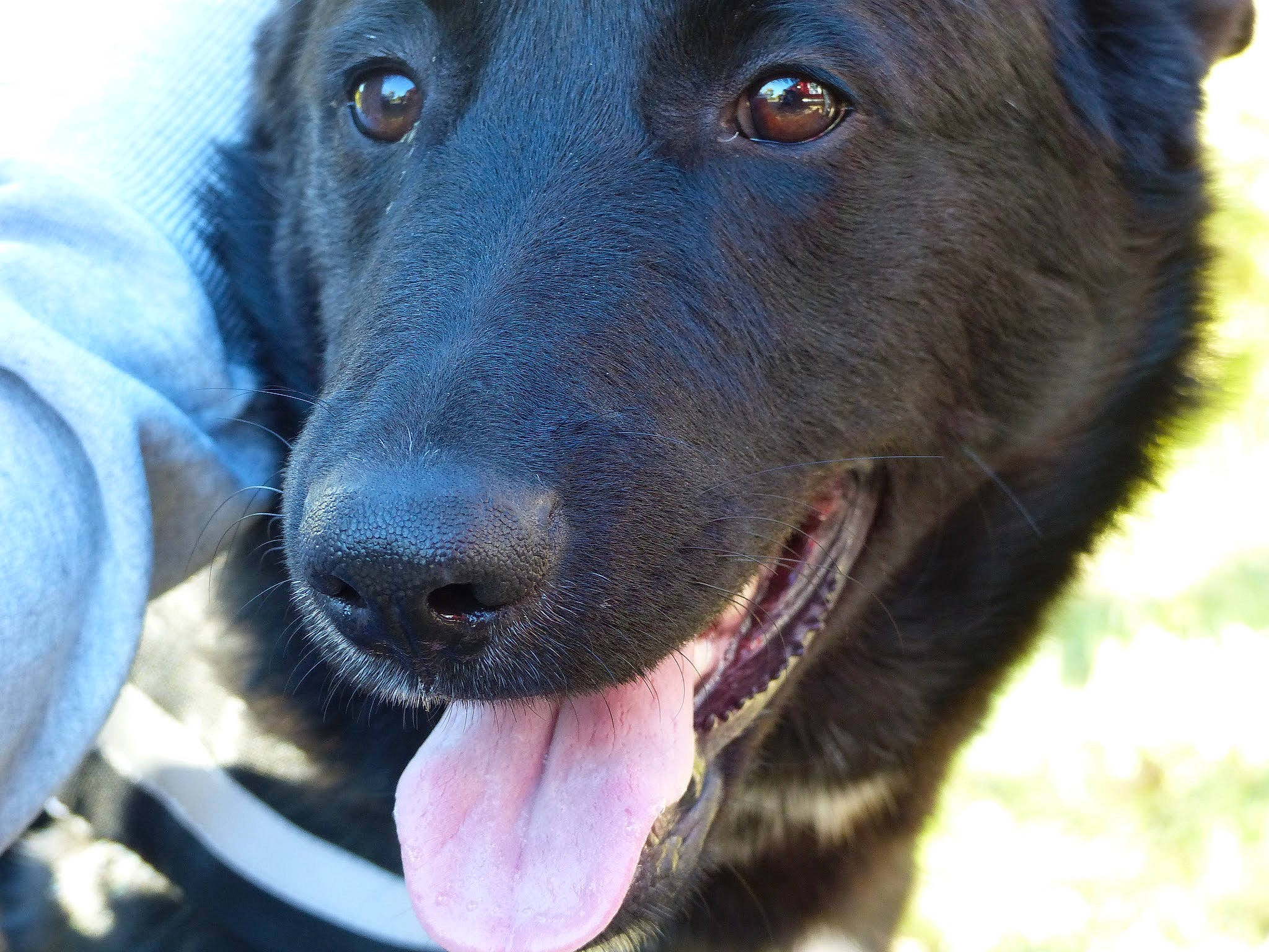 Mattatia a rejoint le concours — aidez-le/la à gagner de superbes lots ! borador, canidae, carnivore, collar, companion_dog, dog, dog_breed, dog_collar, electric_blue, fur, guard_dog, gun_dog, liver, plant, snout, sporting_group, vertebrate, whiskers, working_animal, working_dog