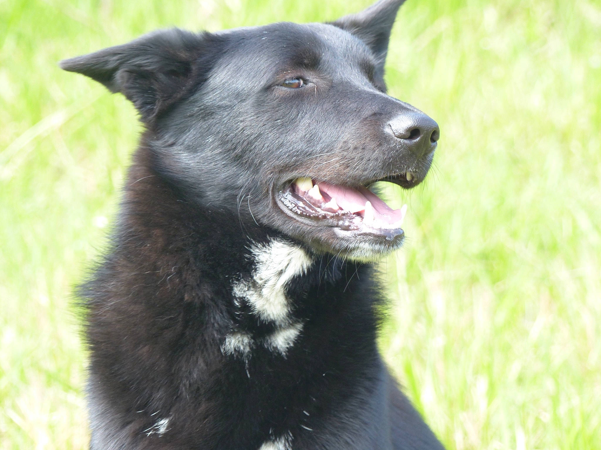 Mattatia a rejoint le concours — aidez-le/la à gagner de superbes lots ! borador, canidae, carnivore, collar, companion_dog, dog, dog_breed, dog_collar, fur, grass, herding_dog, non_sporting_group, plant, snout, sporting_group, terrestrial_animal, vertebrate, whiskers, working_animal, working_dog