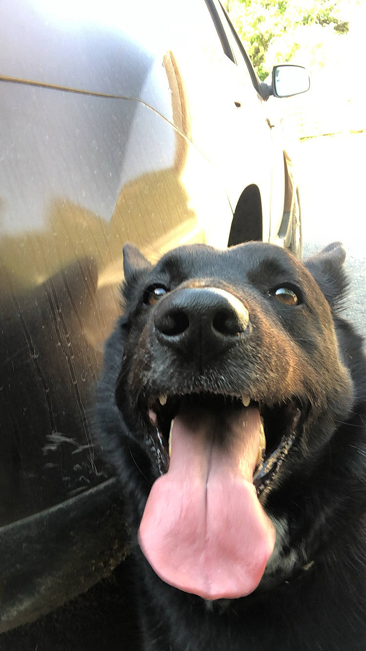 Mattatia a rejoint le concours — aidez-le/la à gagner de superbes lots ! automotive_exterior, automotive_tire, canidae, carnivore, companion_dog, dog, dog_breed, fang, fawn, fur, giant_dog_breed, hood, jaw, sporting_group, terrestrial_animal, vehicle, vehicle_door, whiskers, windshield, working_animal