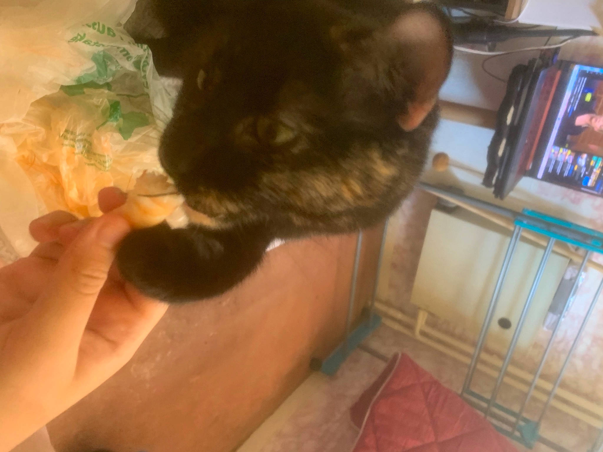 Nala a rejoint le concours — aidez-le/la à gagner de superbes lots ! carnivore, cat, cloud, comfort, companion_dog, dog_breed, ear, fawn, felidae, finger, flooring, fur, hardwood, picture_frame, small_to_medium_sized_cats, snout, sporting_group, tail, toy_dog, whiskers