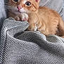 Charlie participe au concours pour gagner de l'argent avec cette photo : cat, kitten, orange_tabby, pet, cute, curious, claws, blanket, fabric, couch, indoor, feline, whiskers, ears, paw, closeup, cozy, relaxed, young, animal