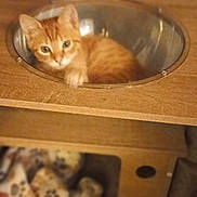 Charlie a rejoint le concours — aidez-le/la à gagner de superbes lots ! cat, kitten, orange_tabby, metal_bowl, wooden_furniture, blanket, paw_print, indoor, pet, curious, cute, animal, feline, cozy, resting, small_space, home, floor, tile, furniture