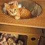 cat, kitten, orange_tabby, metal_bowl, wooden_furniture, blanket, paw_print, indoor, pet, curious, cute, animal, feline, cozy, resting, small_space, home, floor, tile, furniture