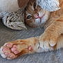 cat, orange_tabby, stuffed_animal, plush_toy, paw, fur, nose, whiskers, couch, fabric, cozy, indoor, relaxing, pet, closeup, cute, sleepy, soft, animal, companion