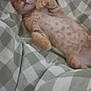 kitten, cat, sleeping, ginger, fur, pet, animal, cozy, blanket, checkered, soft, cute, resting, domestic_cat, indoor, paw, relaxed, young, mammal, comfort
