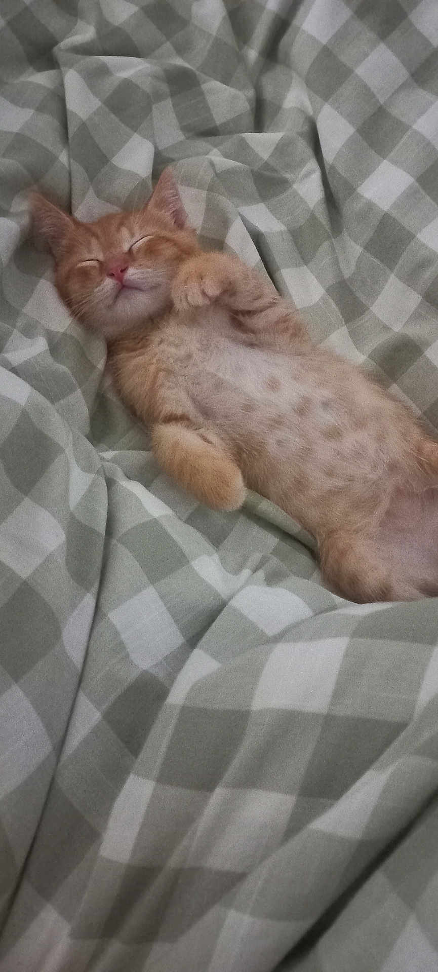 Charlie participe au concours pour gagner de l'argent avec cette photo : kitten, cat, sleeping, ginger, fur, pet, animal, cozy, blanket, checkered, soft, cute, resting, domestic_cat, indoor, paw, relaxed, young, mammal, comfort