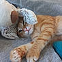 Charlie a rejoint le concours — aidez-le/la à gagner de superbes lots ! cat, orange_tabby, stuffed_animal, teddy_bear, couch, pillow, furniture, pet, relaxing, cozy, indoor, fur, animal, cute, sleepy, soft, comfort, resting, toy, home