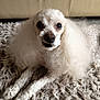 Jimmy participe au concours pour gagner de l'argent avec cette photo : animal, canine, carpet, close_up, companion, cozy, cute, dog, domestic_animal, fur, indoor, laying_down, looking_at_camera, mammal, pet, poodle, portrait, relaxed, shaggy_rug, white_fur