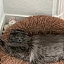 Yuna a rejoint le concours — aidez-le/la à gagner de superbes lots ! animal, cat, comfortable, corner, cozy, cute, domestic_cat, feline, fluffy, fur, gray_cat, home, indoor, pet_bed, plush_toy, relaxing, resting, stretching, unicorn_plush, wooden_floor