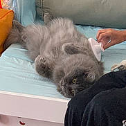 Yuna a rejoint le concours — aidez-le/la à gagner de superbes lots ! bed, bedding, cat, cozy, curious, domestic, fluffy, frozen_theme, furniture, grey, hand, indoor, lying_down, person, pet, pillow, playful, relaxed, soft, toy