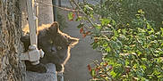 Yuna participe au concours pour gagner de l'argent avec cette photo : animal, balcony, building, cat, curious, daytime, fluffy, gray_cat, green_leaves, nature, outdoor, pet, quiet, shadow, stone_wall, street, sunlight, tree_branch, urban, window