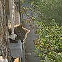 animal, balcony, building, cat, curious, daytime, fluffy, gray_cat, green_leaves, nature, outdoor, pet, quiet, shadow, stone_wall, street, sunlight, tree_branch, urban, window