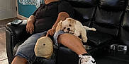 Canelo joined the competition — help win amazing prizes! person, dog, couch, indoor, leather, cap, curtains, window, floor, shoe, black_clothing, shorts, relaxing, pet, living_room, home, furniture, white_dog, wood_floor, casual