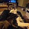 cat, tuxedo_cat, fluffy, pet, animal, paws, lying_down, indoor, living_room, lap, fur, whiskers, green_eyes, portrait, cozy, television, sofa, carpet, boxes, home