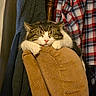 Cosmo is registered to the contest to win money with this photo: cat, tabby, white_fur, sleeping, relaxed, pet, animal, whiskers, ears, paws, pink_nose, corduroy, knee, plaid_shirt, clothing, chair, indoor, cozy, portrait, closeup