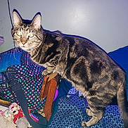 Berlin is registered to the contest to win money with this photo: cat, tabby_cat, indoor, pet, furniture, bag, toy, stuffed_animal, flash, clutter, fabric, pillow, cushion, table, domestic_animal, curious, animal, feline, household, looking