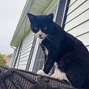 Memow joined the competition — help win amazing prizes! animal, black_and_white, cat, curious, daylight, decorative, feline, fur, house, outdoor, pet, roof, shutters, side_view, sky, tongue_out, tuxedo_cat, whiskers, window, wrought_iron