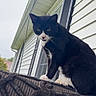 animal, black_and_white, cat, curious, daylight, decorative, feline, fur, house, outdoor, pet, roof, shutters, side_view, sky, tongue_out, tuxedo_cat, whiskers, window, wrought_iron