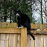 animal, black_and_white_cat, branch, cat, curious, daylight, fence, green_foliage, leafless_tree, nature, outdoor, perched, pet, sky, tail, tree, whiskers, wildlife, wood, wooden_fence