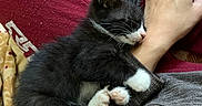 Memow joined the competition — help win amazing prizes! arm, black_and_white, cat, clothing, comfort, cozy, cute, feline, gray_sweater, hand, indoor, kitten, nap, paw, person, pet, red_pants, resting, sleeping, whiskers