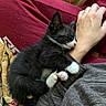 arm, black_and_white, cat, clothing, comfort, cozy, cute, feline, gray_sweater, hand, indoor, kitten, nap, paw, person, pet, red_pants, resting, sleeping, whiskers
