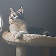 Hermes a rejoint le concours — aidez-le/la à gagner de superbes lots ! cat, window, cat_tree, indoor, pet, feline, resting, soft_light, whiskers, ears, fur, paws, looking_away, calm, cozy, home, animal, domestic, relaxed, side_view