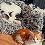 Bandit participe au concours pour gagner de l'argent avec cette photo : animal, blanket, cat, cozy, cute, domestic_animal, floor, fur, furry, home, indoor, kitten, orange_cat, pet_bed, resting, sleeping, small, white_cat, wood_floor, young_cat