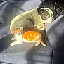 animal, blue_couch, cat, companion, couch, cozy, dog, french_bulldog, home, indoor, kitten, orange_cat, pet, relaxing, resting, shadow, sleeping, sunlight, white_cat, wooden_floor