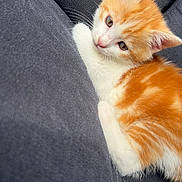 Bandit a rejoint le concours — aidez-le/la à gagner de superbes lots ! animal, cat, curious, cute, domestic, ears, eyes, fabric, fur, grey_background, indoor, kitten, lying_down, orange_and_white, pet, resting, small, soft, texture, whiskers