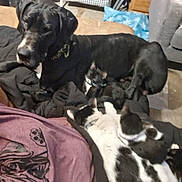 Goose is registered to the contest to win money with this photo: animal, black_and_white_cat, black_dog, blanket, casual, cat, companion, couch, cozy, dog, domestic, furniture, household, indoor, laying_down, multiple_pets, pet, relaxed, resting, sleeping