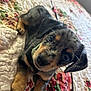 puppy, dog, pet, animal, cute, lying_down, quilt, floral_pattern, bed, fur, ears, eyes, whiskers, collar, indoor, young, adorable, close_up, portrait, looking