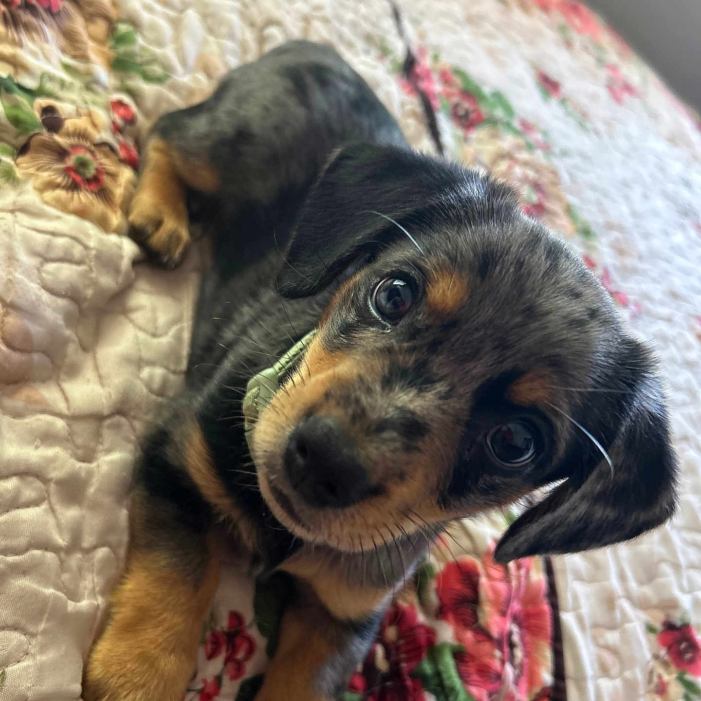 Teddy is registered to the contest to win money with this photo: adorable, animal, bed, close_up, collar, cute, dog, ears, eyes, floral_pattern, fur, indoor, looking, lying_down, pet, portrait, puppy, quilt, whiskers, young