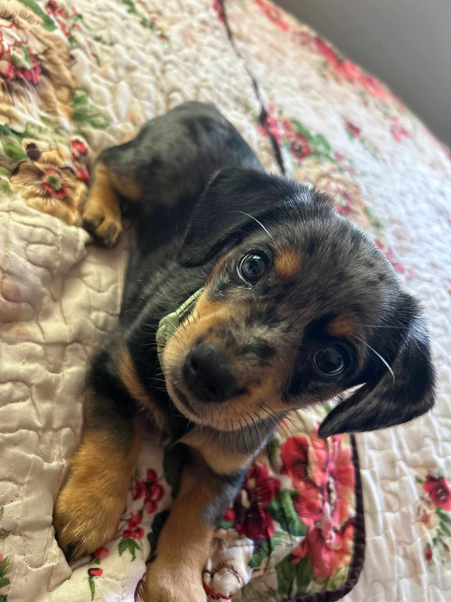 Teddy