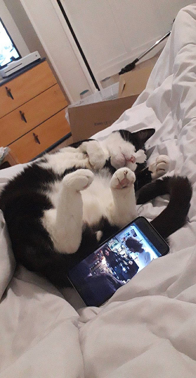 Neo participe au concours pour gagner de l'argent avec cette photo : cabinetry, cat, chest_of_drawers, comfort, communication_device, companion_dog, drawer, felidae, fur, gadget, gesture, glove, health_care, linens, portable_communications_device, room, service, small_to_medium_sized_cats, whiskers, wrist