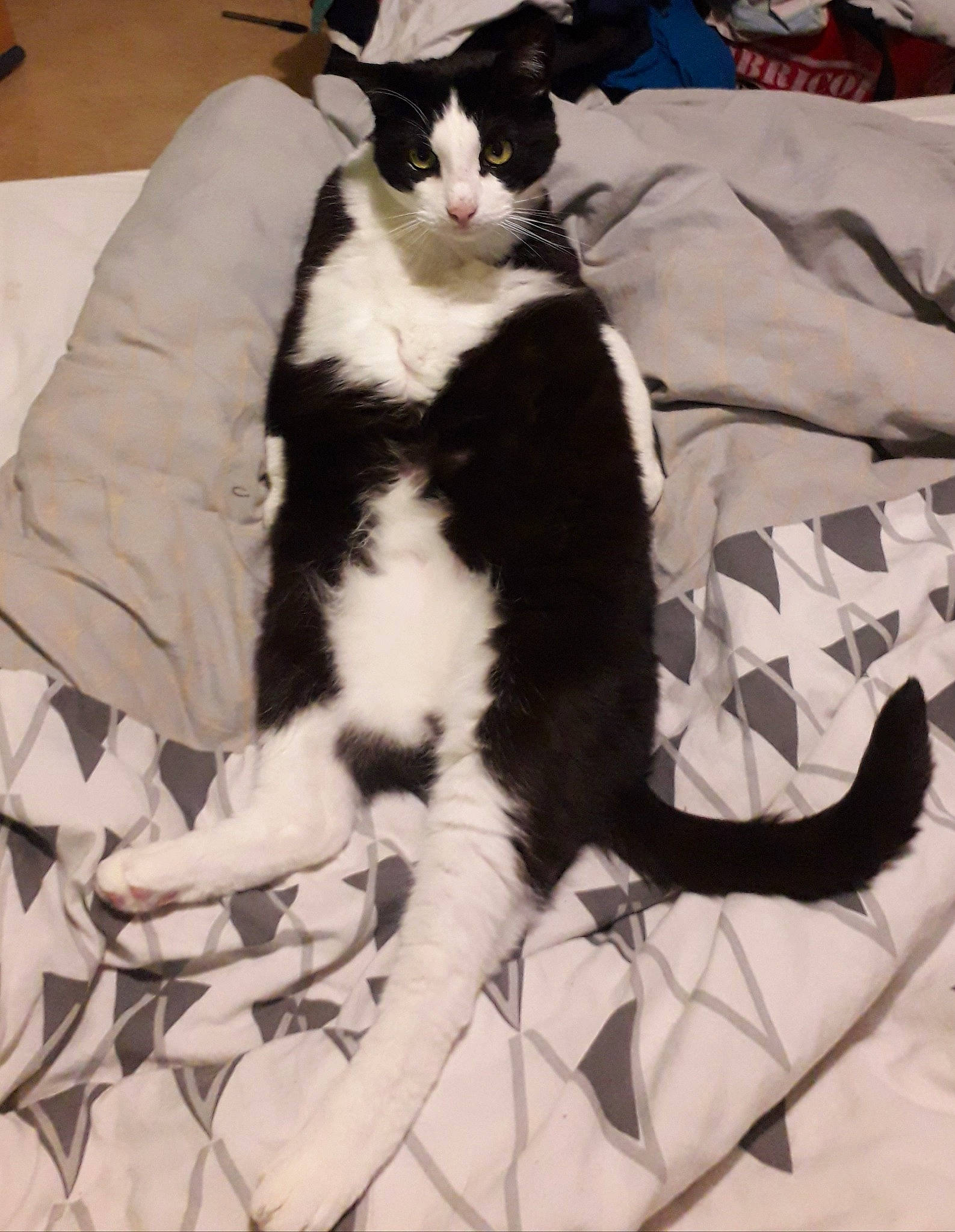 Neo participe au concours pour gagner de l'argent avec cette photo : carnivore, cat, cat_supply, comfort, companion_dog, dog_breed, domestic_short_haired_cat, felidae, formal_wear, fur, lap, linens, mammal, pattern, small_to_medium_sized_cats, tail, terrestrial_animal, textile, vertebrate, whiskers