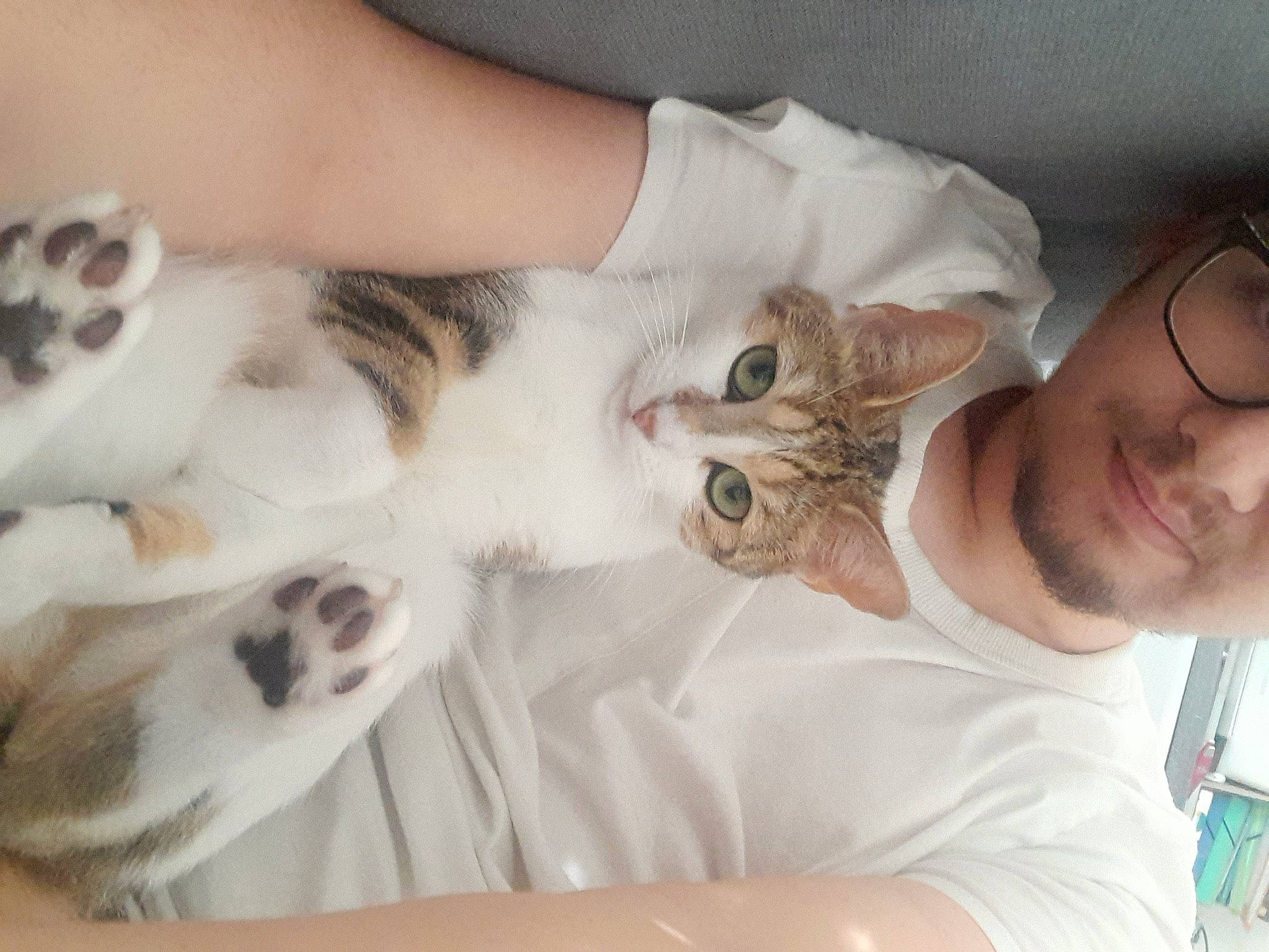 Caramelle a rejoint le concours — aidez-le/la à gagner de superbes lots ! carnivore, cat, claw, comfort, domestic_short_haired_cat, ear, fawn, felidae, fur, gesture, lap, nail, paw, small_to_medium_sized_cats, smile, tail, vertebrate, whiskers