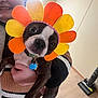 dog, costume, flower, person, smile, hand, indoor, vacuum_cleaner, brown, white, black, pet, collar, tag, sweater, striped, floor, wall, happy, cute