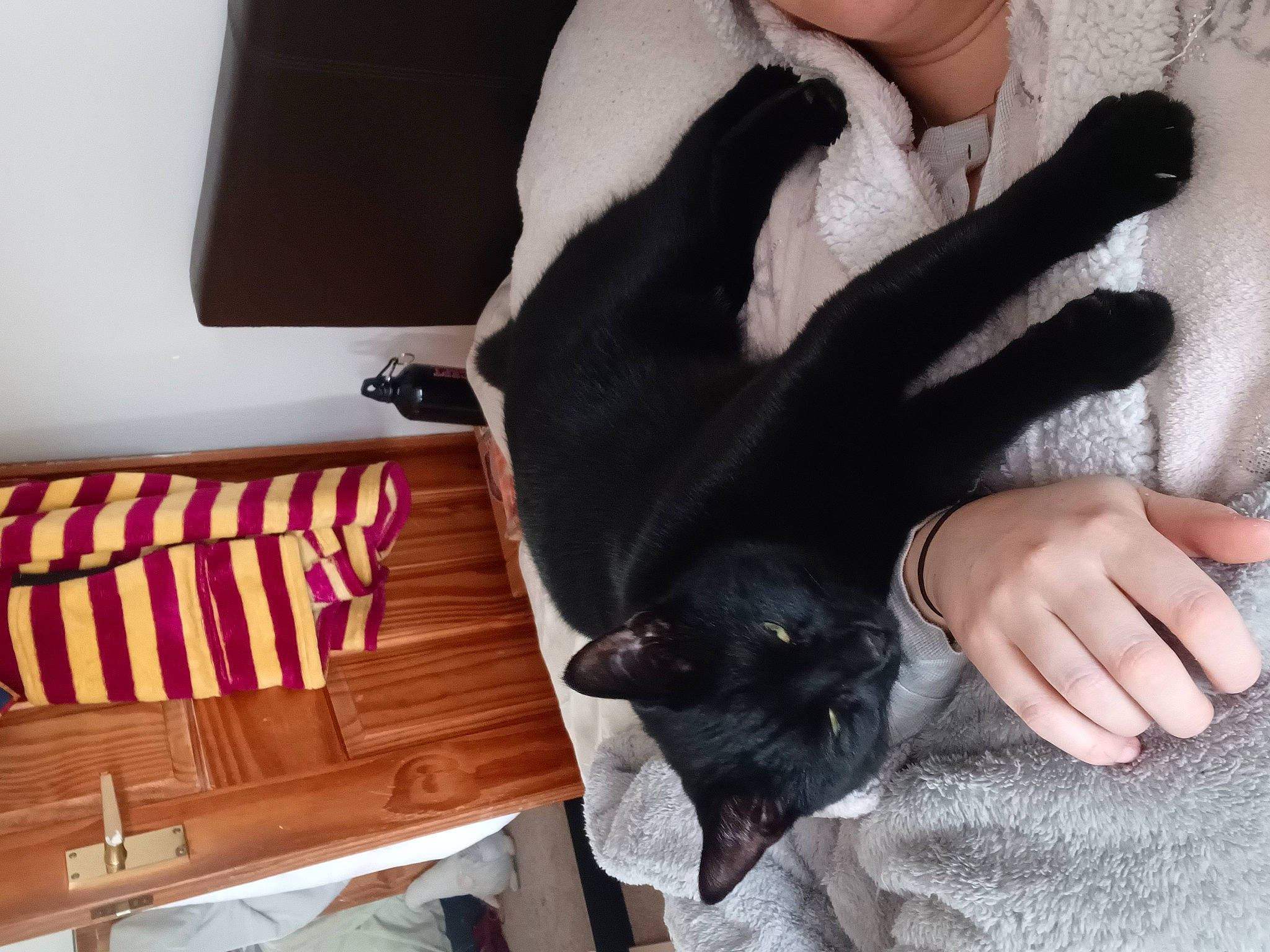 Eddie joined the competition — help win amazing prizes! black, carnivore, cat, comfort, companion_dog, domestic_short_haired_cat, felidae, finger, foot, fur, gesture, hardwood, human_leg, nail, paw, rectangle, small_to_medium_sized_cats, tail, whiskers, white