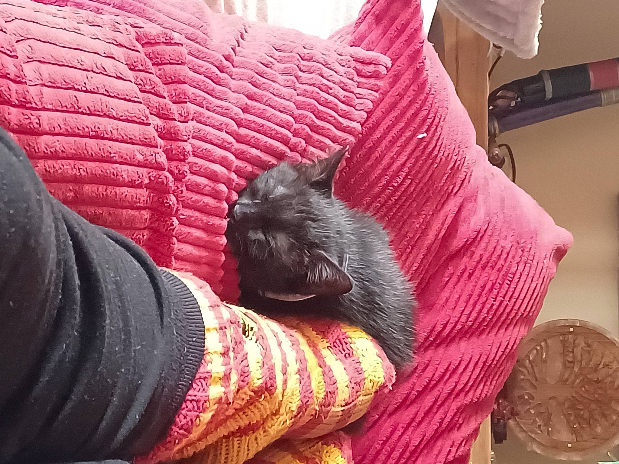 Eddie joined the competition — help win amazing prizes! bag, black_cat, carnivore, cat, comfort, couch, fawn, felidae, fur, grey, human_leg, leg, linens, luggage_and_bags, magenta, small_to_medium_sized_cats, snout, textile, whiskers, wool