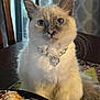 cat, animal, pet, feline, fluffy, indoor, necklace, jewelry, pearls, heart_shaped, seashells, table, decor, blue_eyes, closeup, portrait, whiskers, fur, domestic_cat, cute
